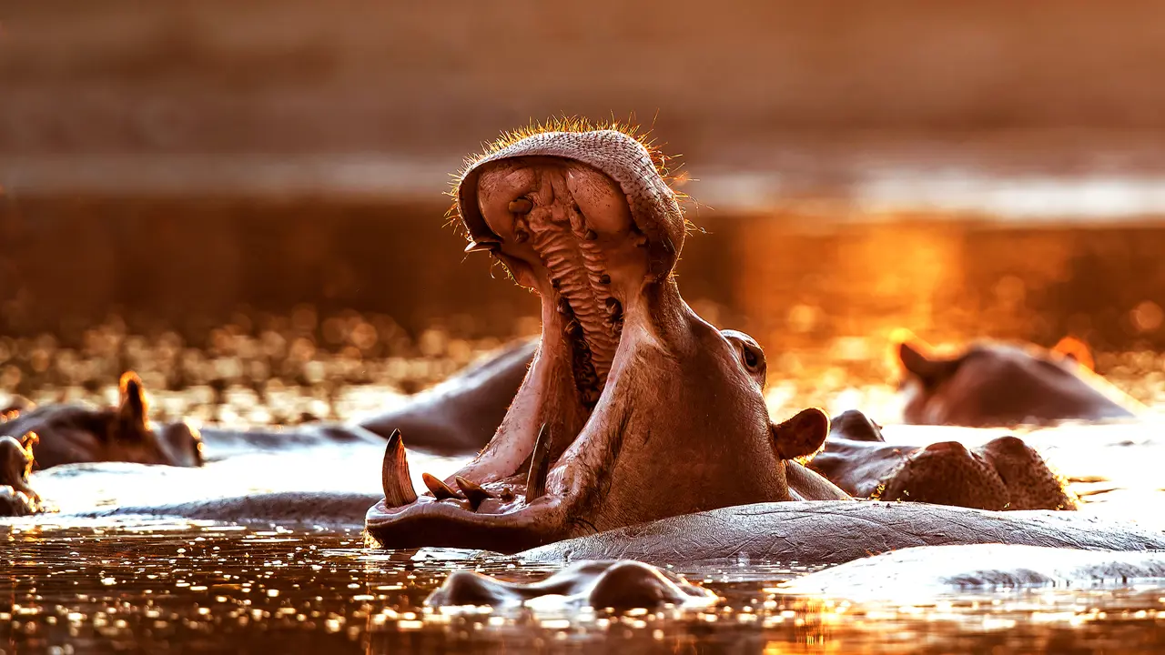 Hippo, Zambezi River