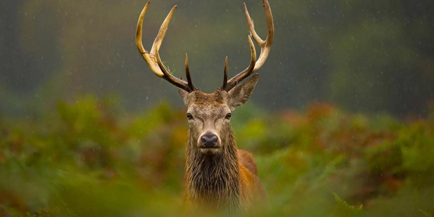 Scottish stag looking into the camera