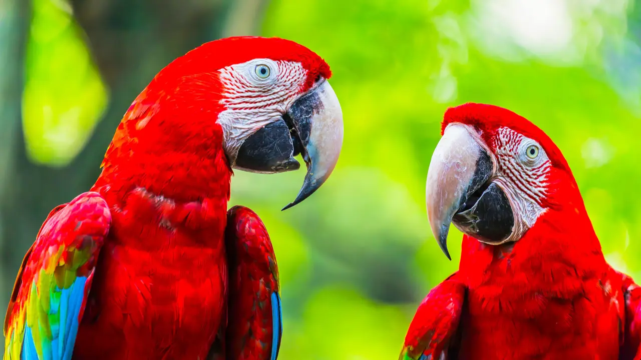 Macaw Parrots Talking