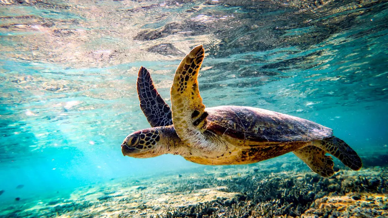 Giant sea turtle, Great Barrier Reef