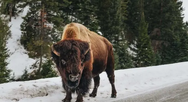 Bison