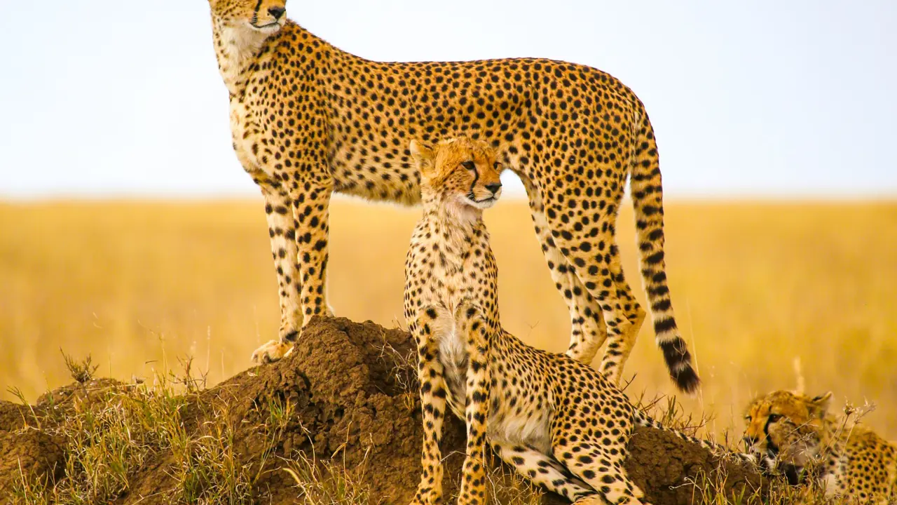 Pair Of Cheetahs, South Africa