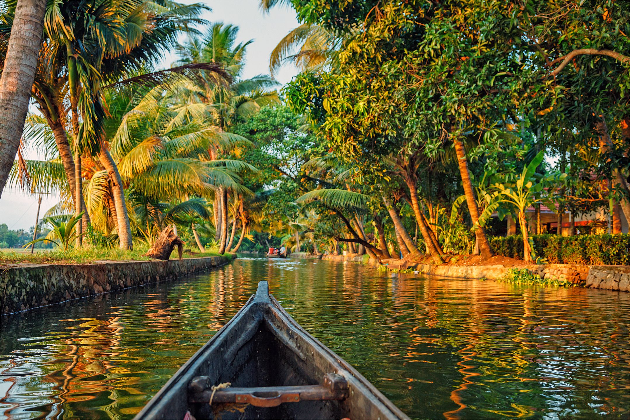 View from a canal boat on a river in Kerala, with the trees lining the banks, bathed in golden light