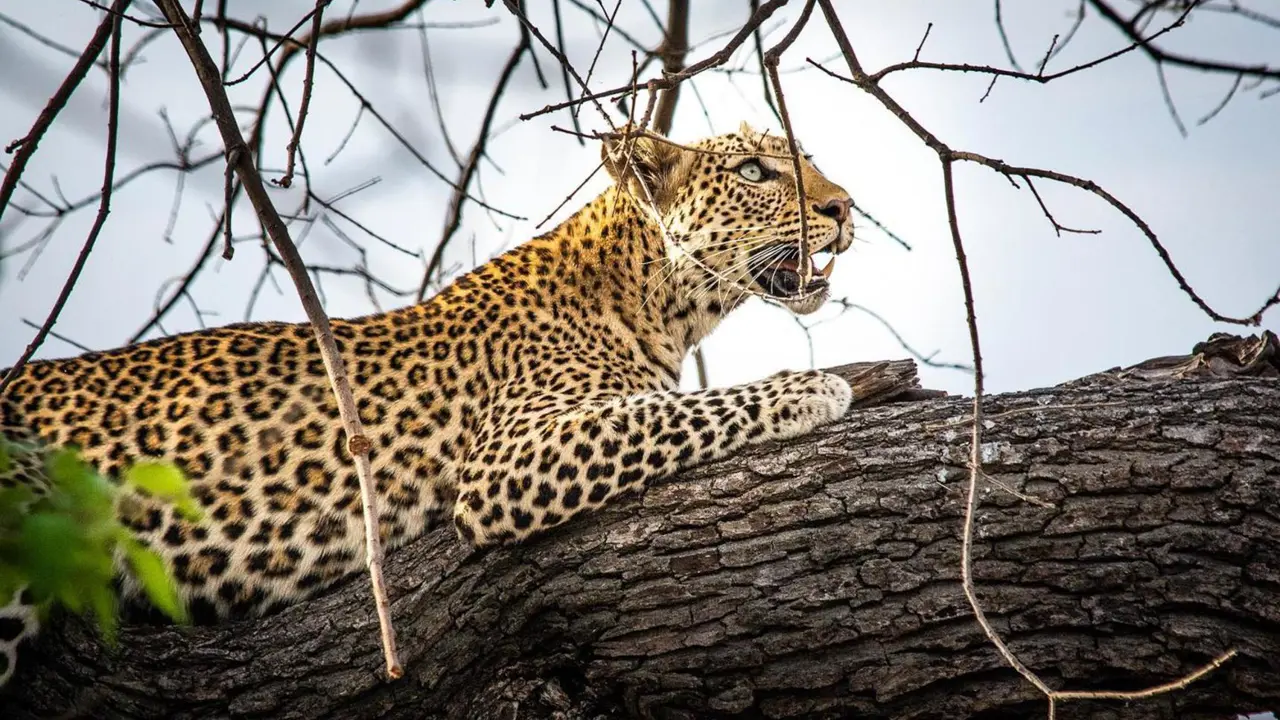 Chobe Game Drive Scenes 4