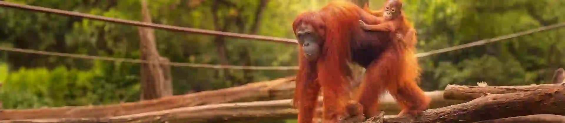 Adobestock 90336352 Orangutans, Borneo MAIN EXTENDED
