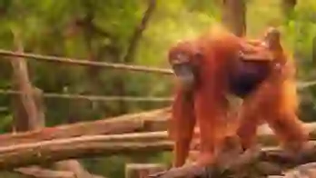 Adobestock 90336352 Orangutans, Borneo MAIN EXTENDED