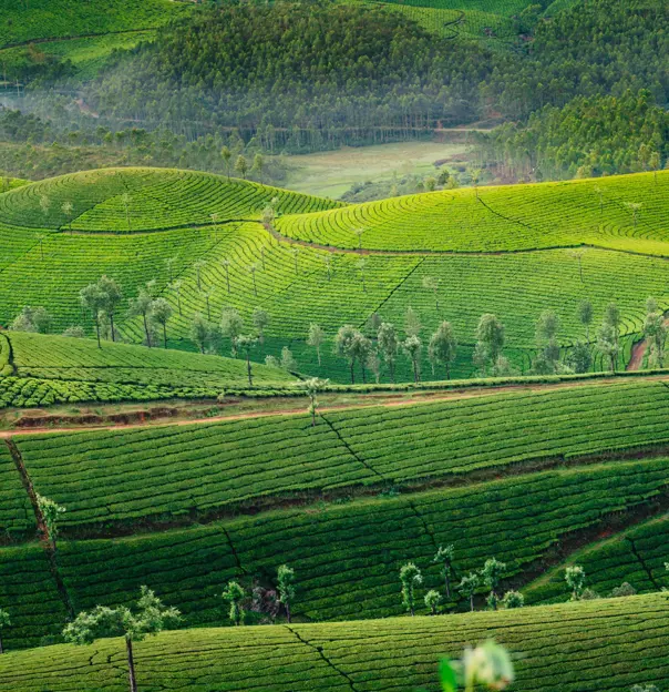 Tea Plantations, Kerala, India