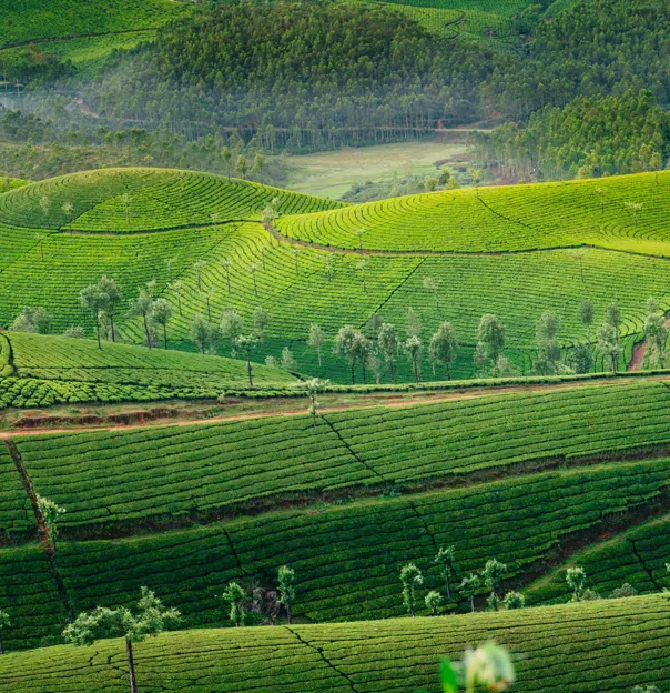 Tea Plantations, Kerala, India