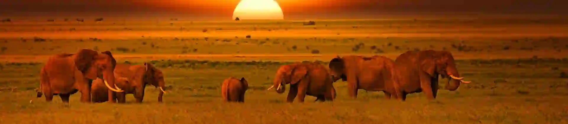 Elephants in Tsavo West National Park In Kenya