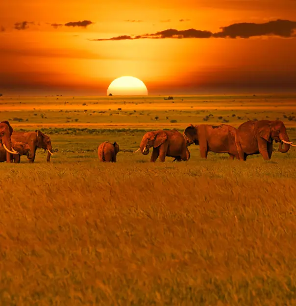 Elephants in Tsavo West National Park In Kenya