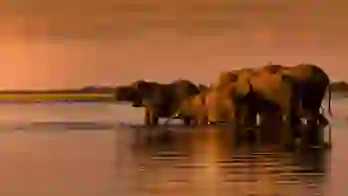 Elephants in the water in South Africa