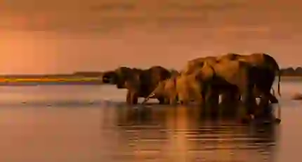 Elephants in the water in South Africa