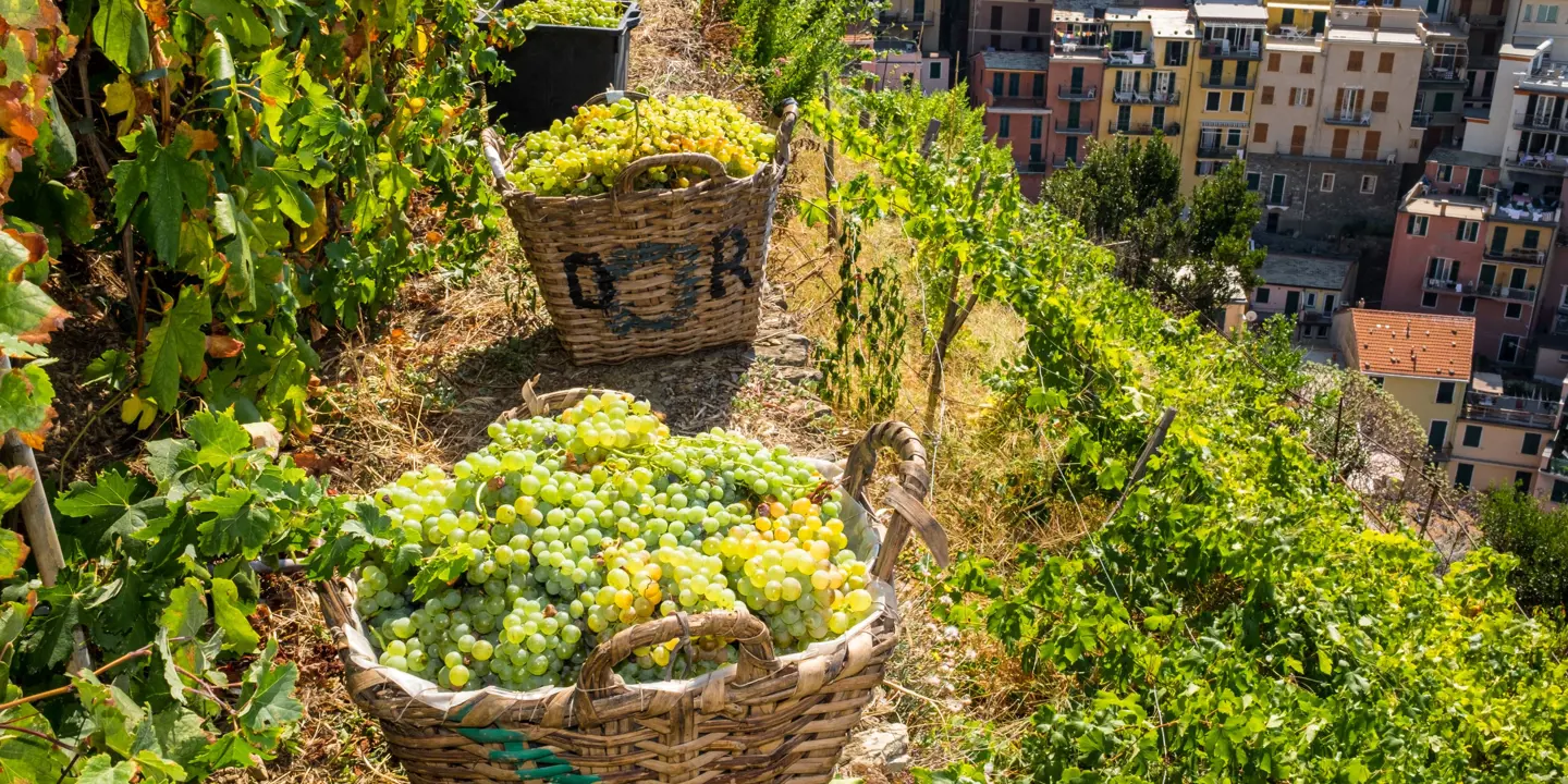 Baskets of grapes at the Manarola Vineyard, Cinque Terre