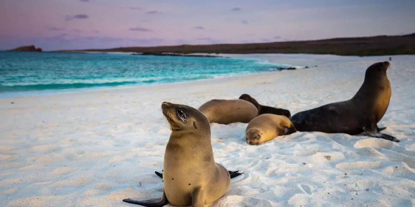Sea lions, Galápagos Islands