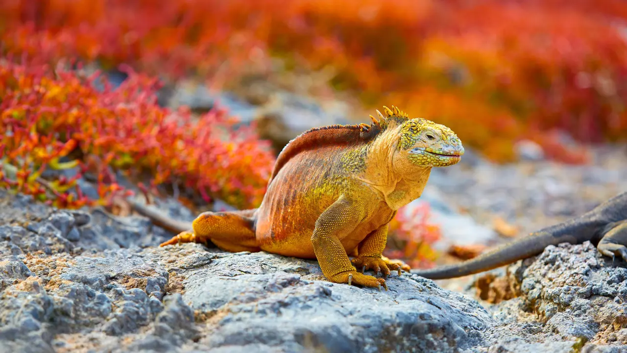 Galápagos Islands iguana