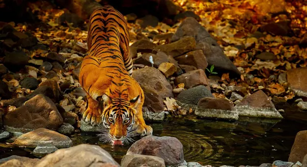 Indian Tiger Drinking from Lake