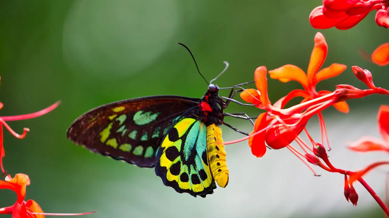 Adobestock 343147826 Cairns Birdwing Butterfly, Australia