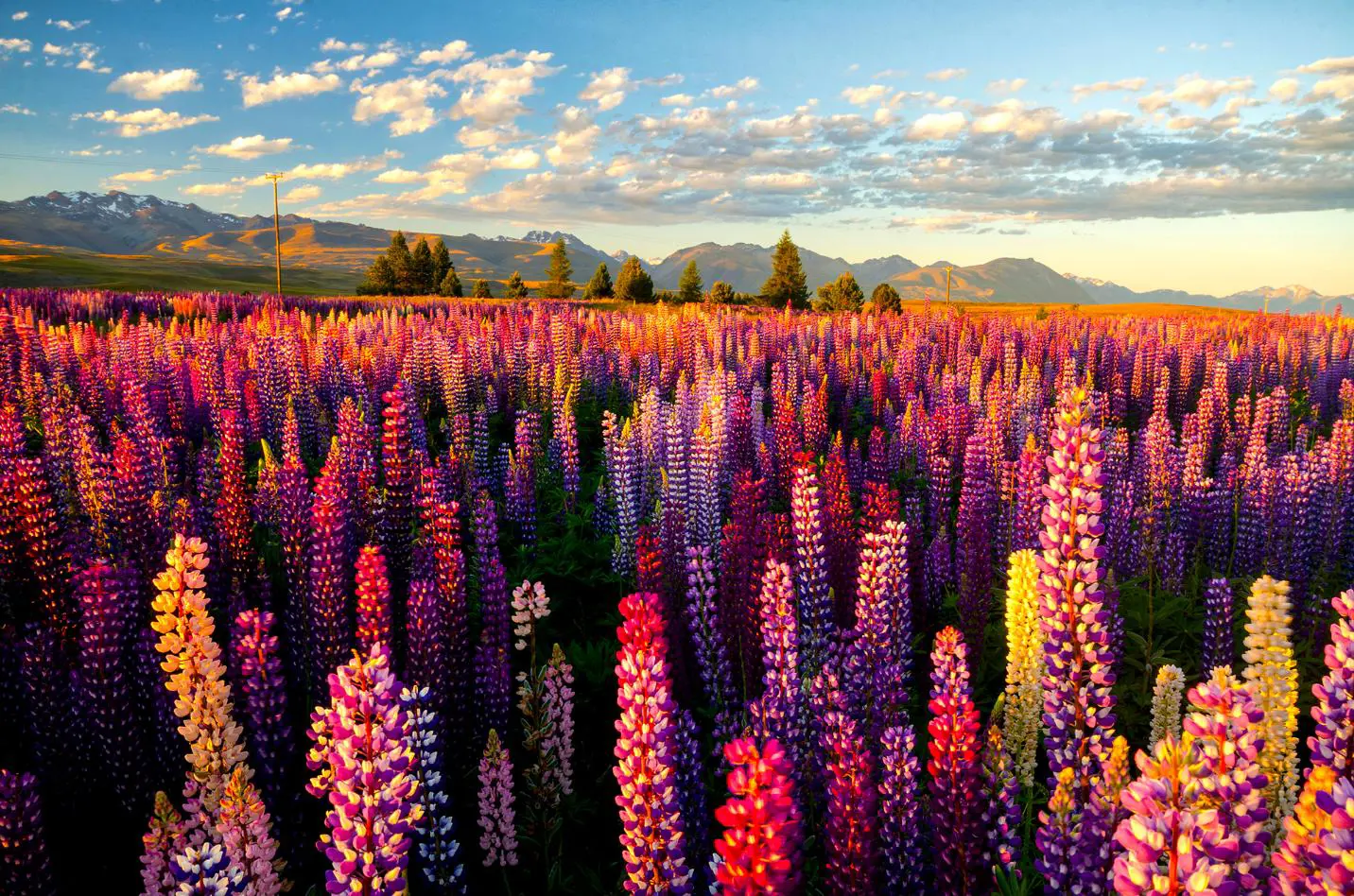 1920 AS 242230470 Lupins Around Lake Tekapo, New Zealand