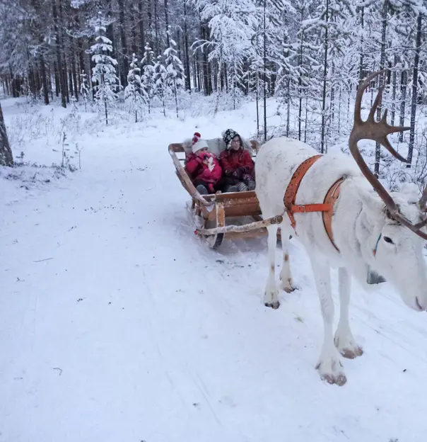 A white reindeer tied to a sleigh with two children in it in the snowy woods