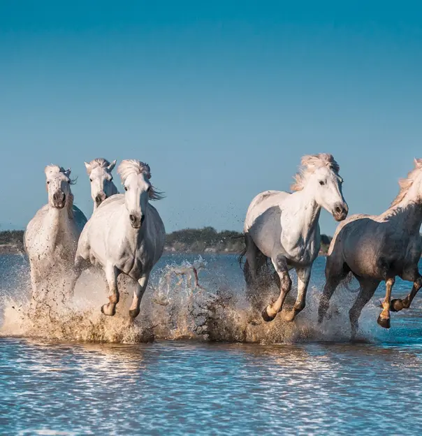 Camargue Copy