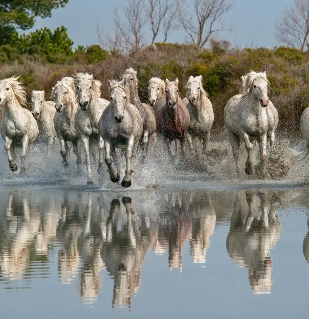 Shutterstock Camargue