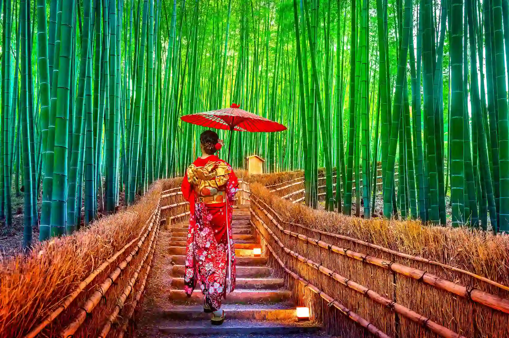 Bamboo Forest in Japan