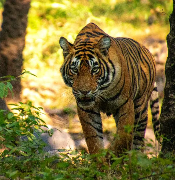 A Bengal tiger walks through forest undergrowth, gazing intently ahead in Ranthambore National Park in India