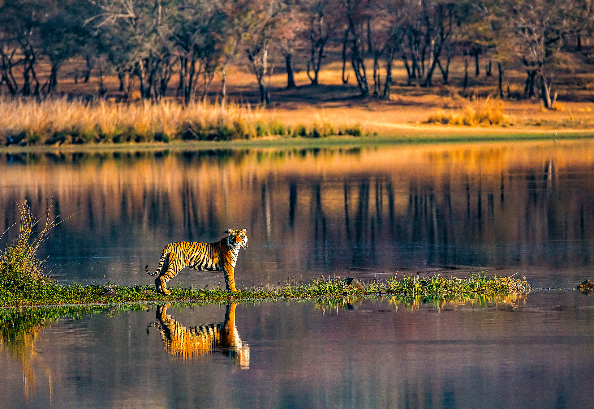 Tiger, Ranthambhore National Park