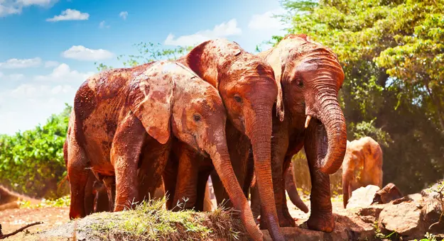 Gettyimages 502452345 Tsavo National Park Elephants Kenya