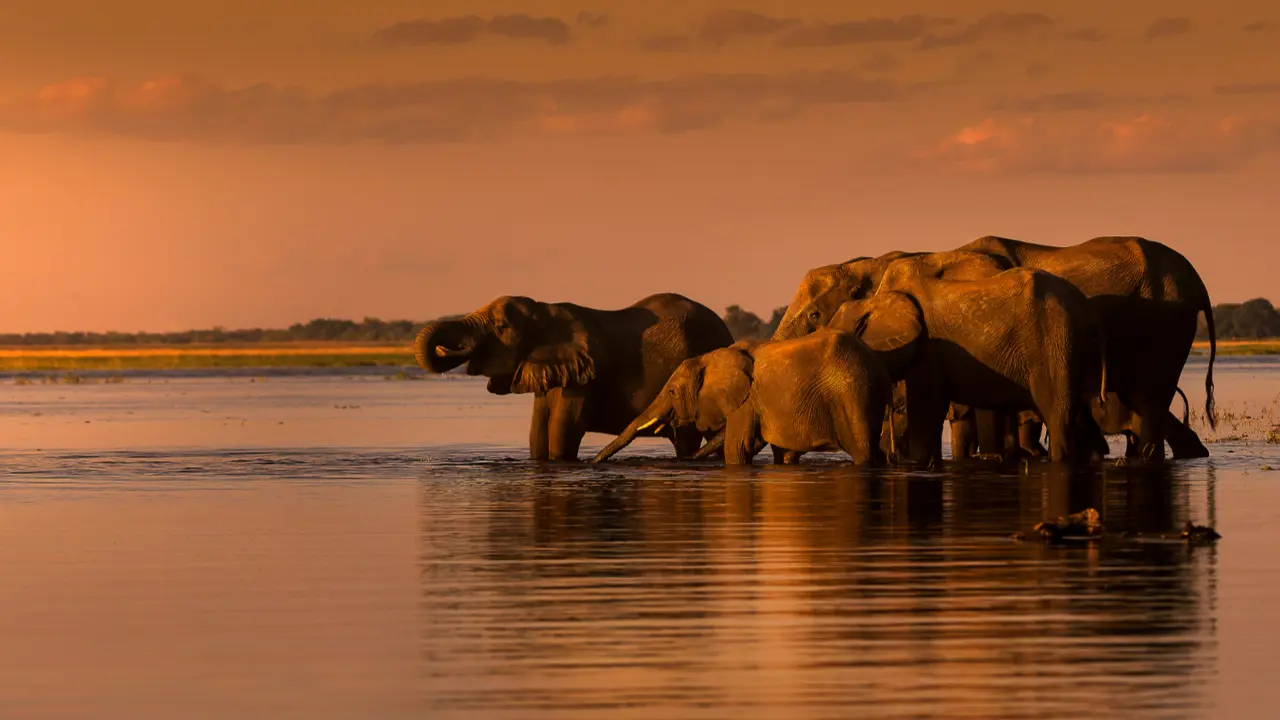 Elephants, South Africa