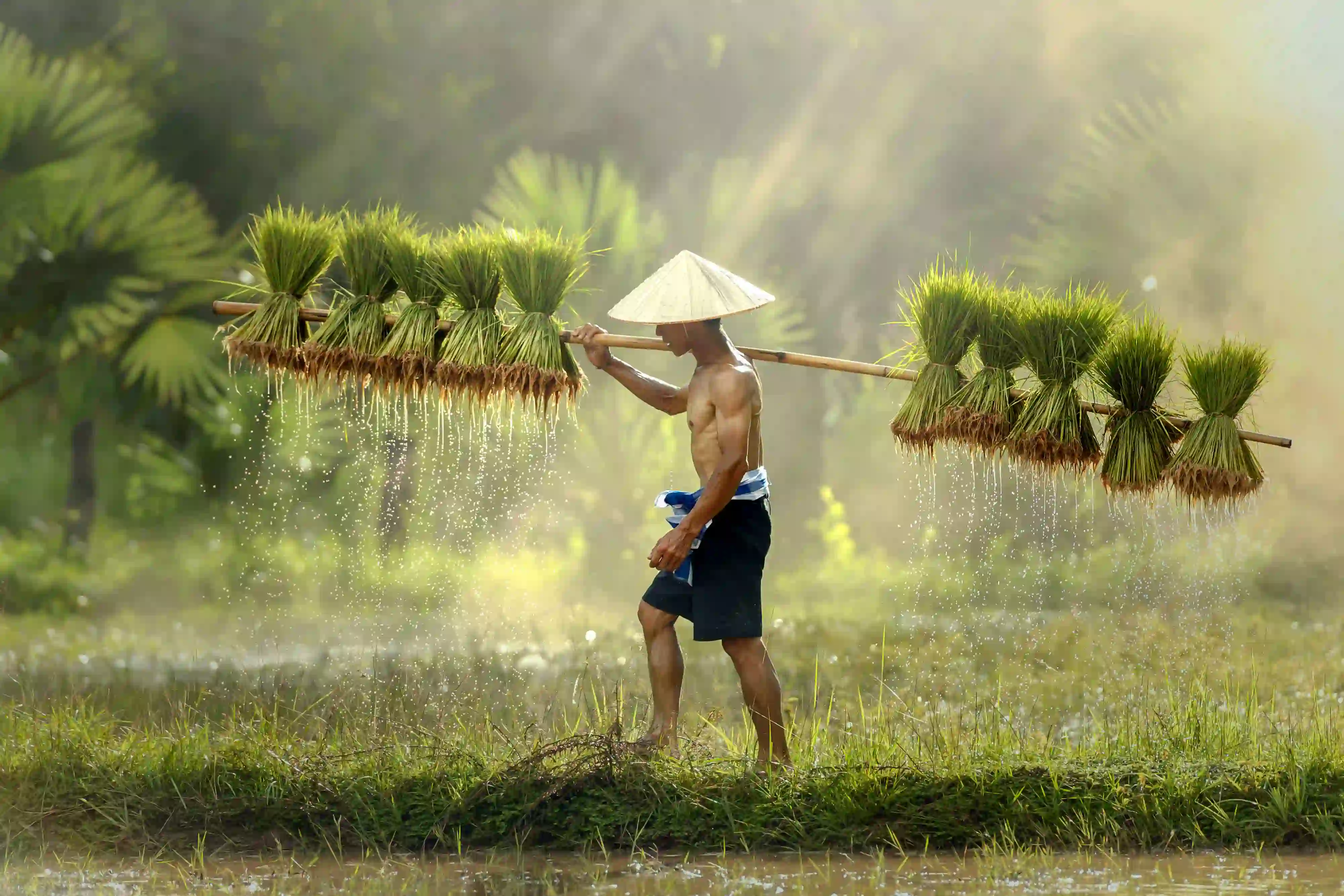 Farmer in Thailand