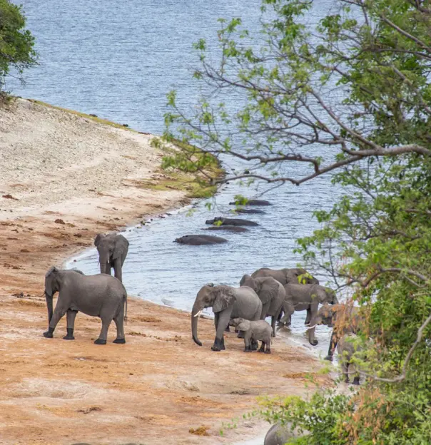 Chobe Game Drive Scenes 6