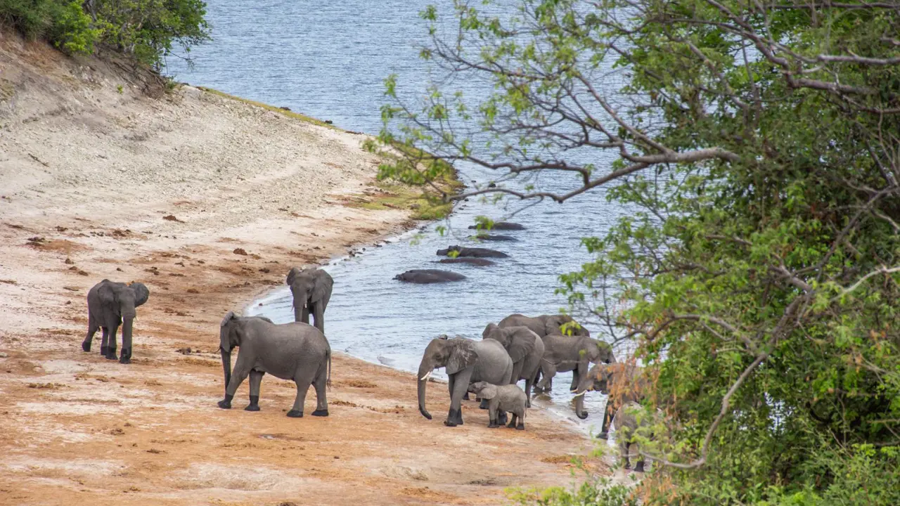 Chobe Game Drive Scenes 6