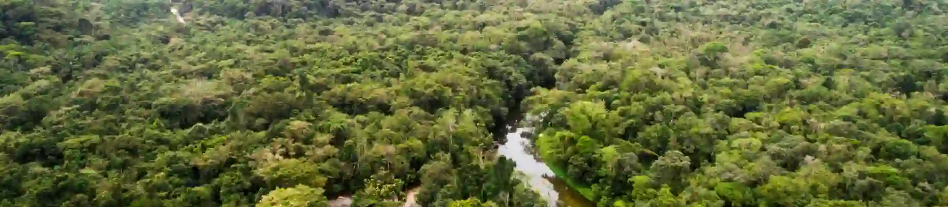 Aerial view of the Amazon rainforest with its dense green canopy