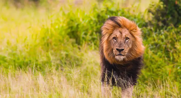 Lion in South Africa 