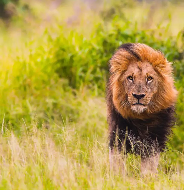 Lion in South Africa 