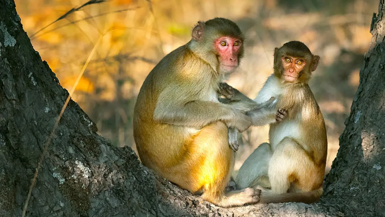 Macaque Monkey, India