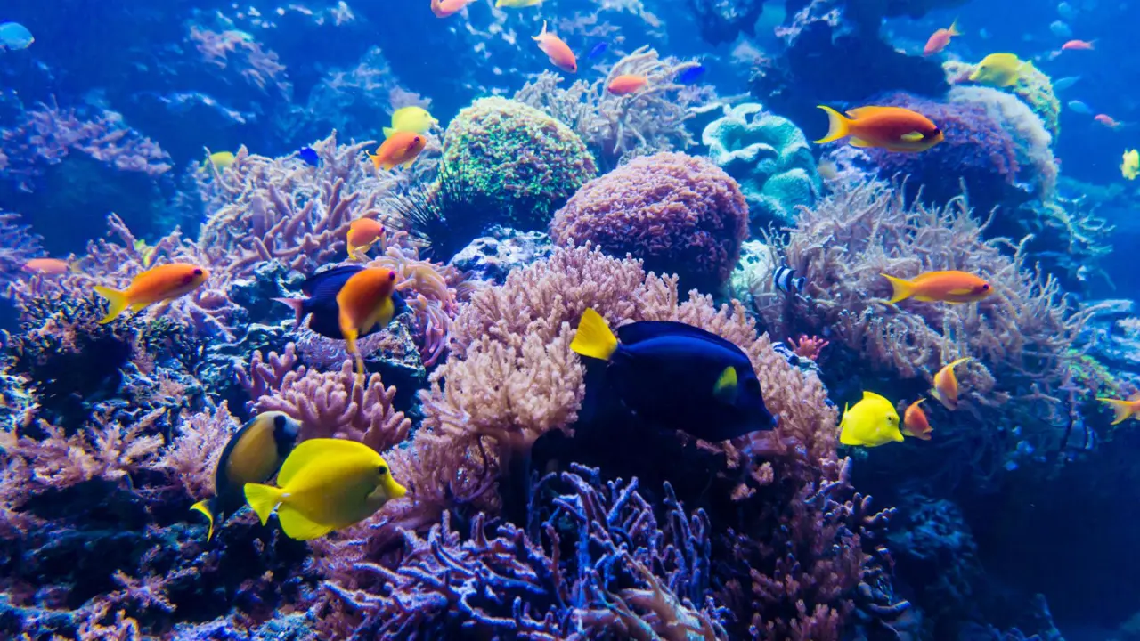 View of the turquoise waters and coral formations of the Great Barrier Reef off Queensland, Australia.