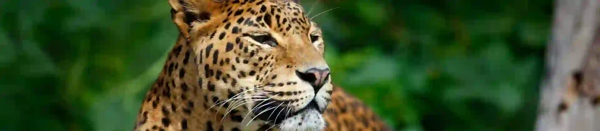 Leopard in Tree in Sri Lanka