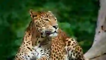 Leopard in Tree in Sri Lanka