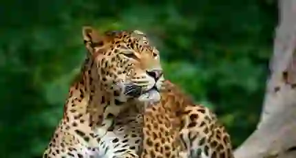 Leopard in Tree in Sri Lanka