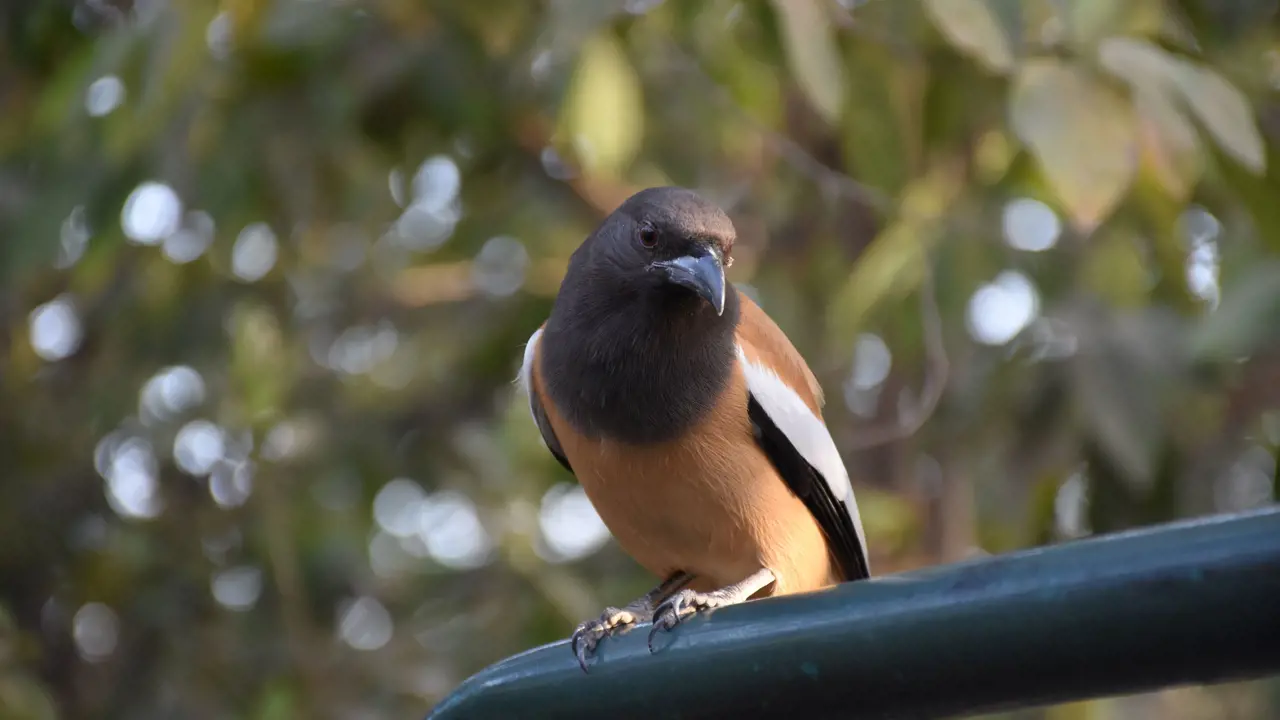 Indian Treepie