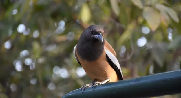Rufous treepie