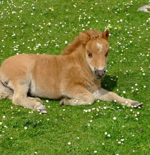 Shetland Ponies