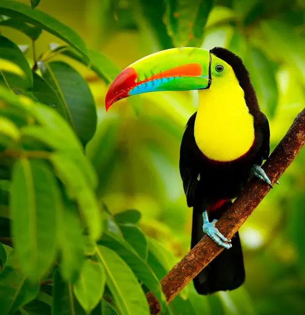 1920 Adobestock 140790669 Keel Billed Toucan, Ramphastos Sulfuratus, Cost Rica