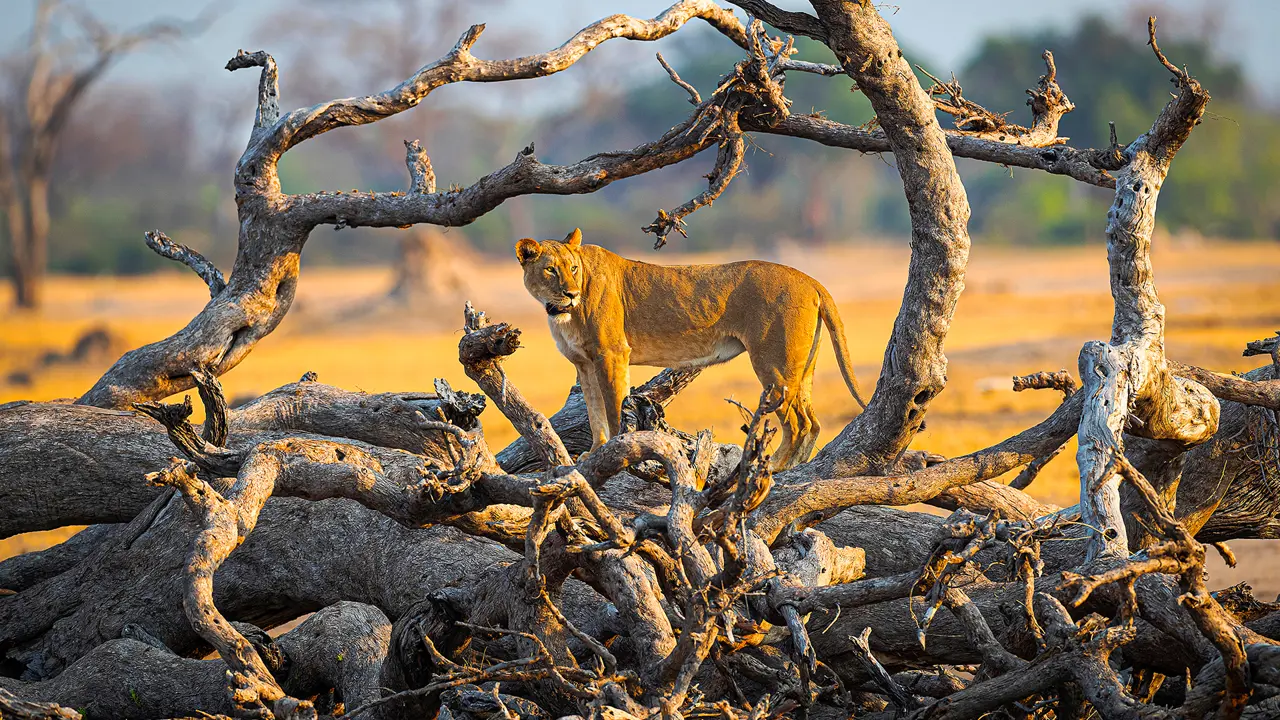 Lion, Hwange, Zimbabwe