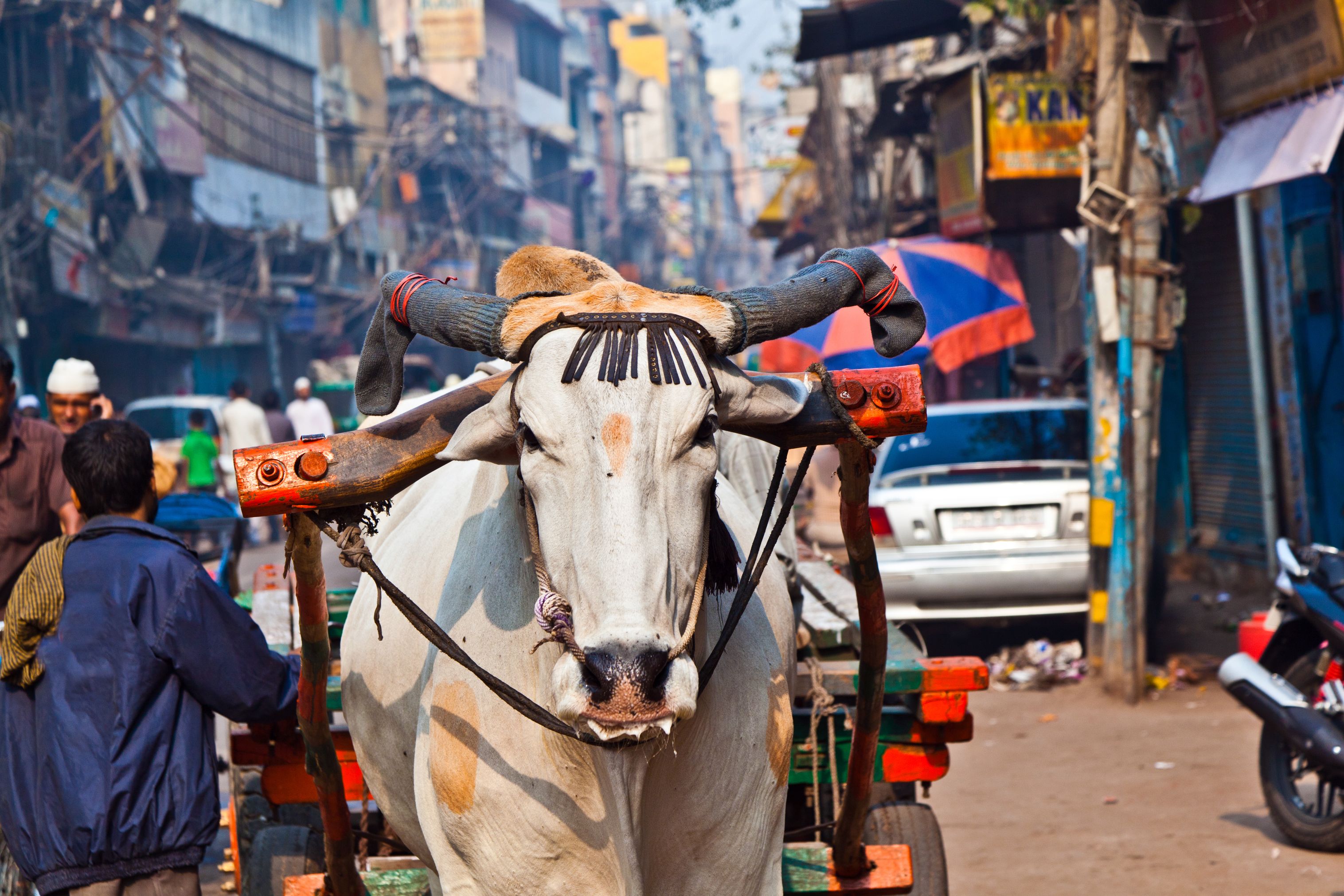 Decorated cow pulling a wooden cart through a busy street in Old Delhi, surrounded by people, shops and tangled wires overhead