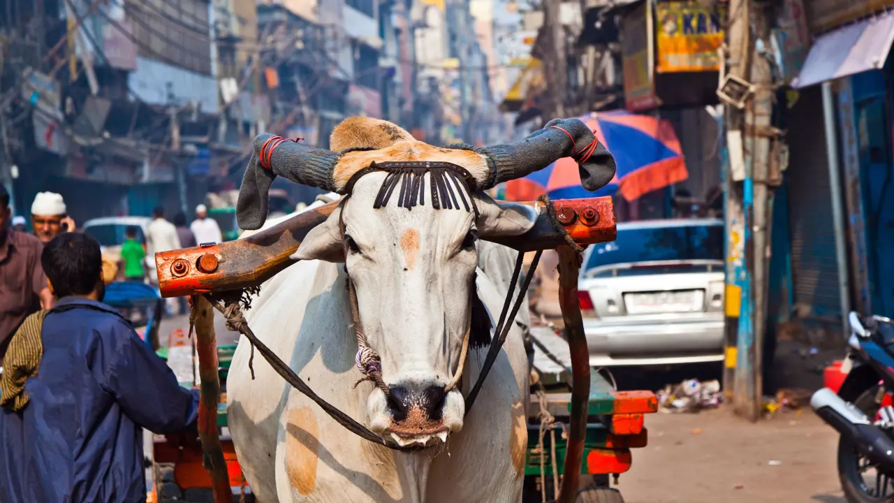 Decorated cow pulling a wooden cart through a busy street in Old Delhi, surrounded by people, shops and tangled wires overhead