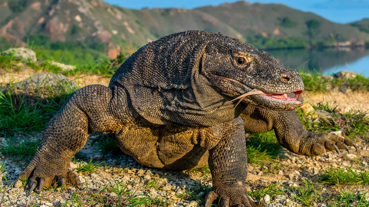 Komodo Dragon, Komodo Island