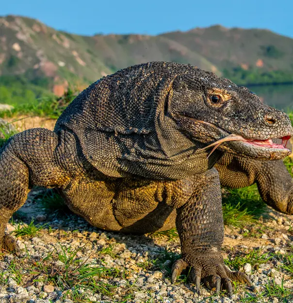 Komodo dragon, Komodo National Park